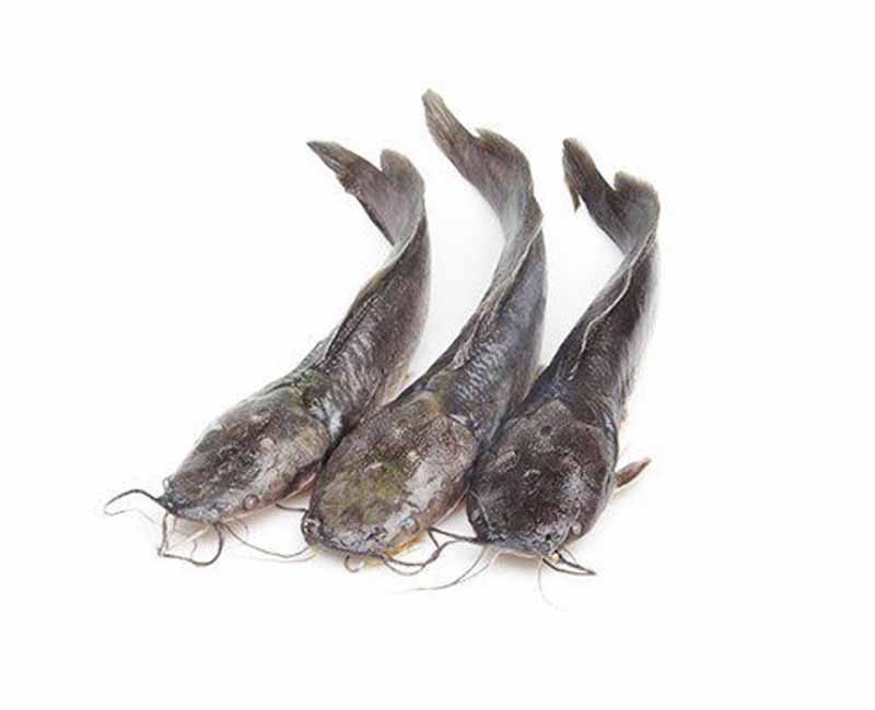 Poisson-chat (Ngolo)