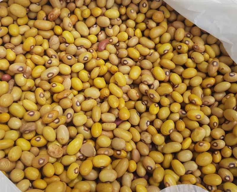 Haricot bilbil (Sac)