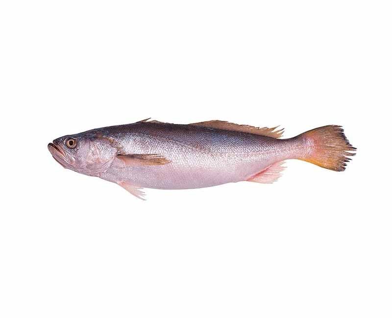 Malua (Poisson)